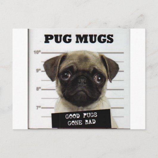 Pugs Briefkaart (Voorkant)