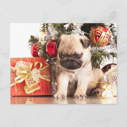 Pugs en kerstcadeaus feestdagenkaart (Voorkant)