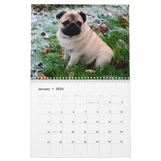 Pugs Kalender (Jan 2026)