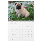 Pugs Kalender (Jan 2027)