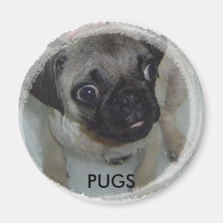 Pugs magneet