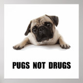 Pugs not Drugs Poster (Voorkant)
