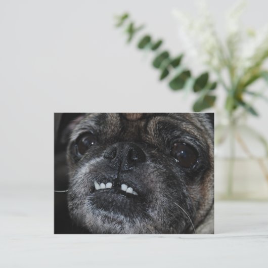 Pugs Parly White Teeth Briefkaart (Staand voorkant)