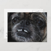 Pugs Parly White Teeth Briefkaart (Voorkant / Achterkant)