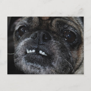 Pugs Parly White Teeth Briefkaart