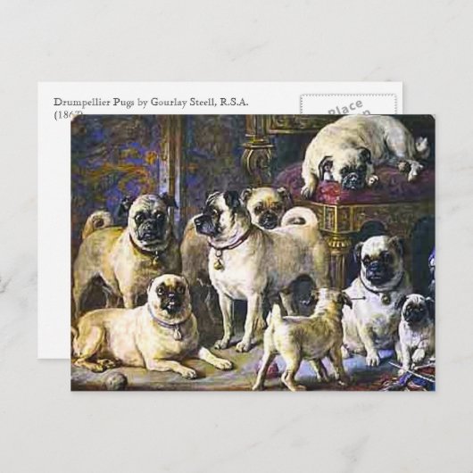 Pugs van Drumpellier Briefkaart (Voorkant / Achterkant)