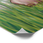 Pugs (Vier) - Lilies2 Poster (Hoek)