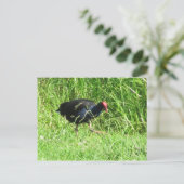 Pukeko Briefkaart (Staand voorkant)