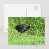 Pukeko Briefkaart (Voorkant / Achterkant)