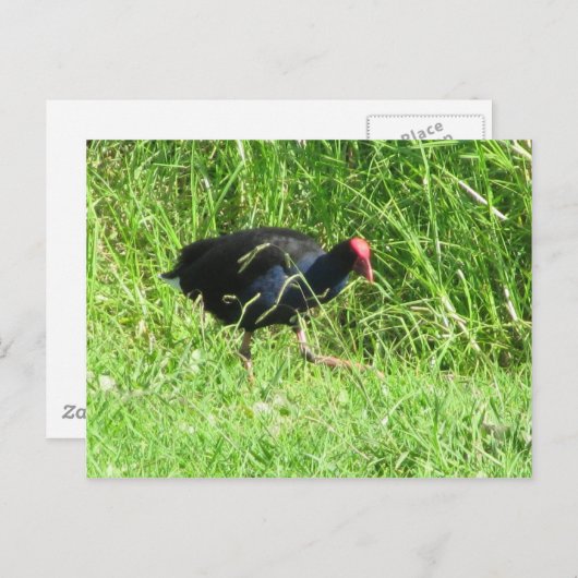 Pukeko Briefkaart (Voorkant / Achterkant)