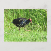 Pukeko Briefkaart (Voorkant)