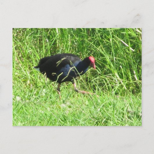 Pukeko Briefkaart (Voorkant)
