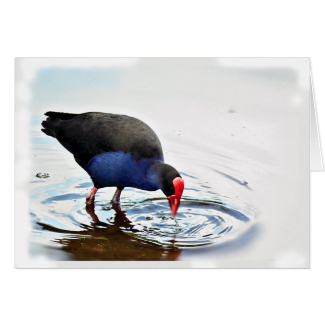 Pukeko Card (Voorkant Horizontaal)