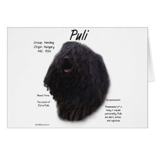 Puli Geschiedenis Ontwerp