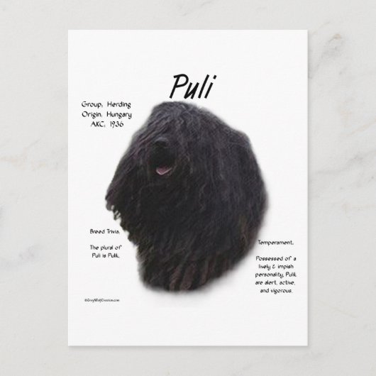 Puli Geschiedenis Ontwerp Briefkaart (Voorkant)