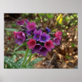 pulmonaria spbessen poster (Voorkant)