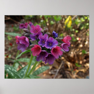 pulmonaria spbessen poster