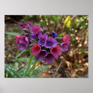 pulmonaria spbessen poster