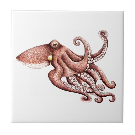 Pulpo - Octopus vulgaris Tegeltje (Voorkant)