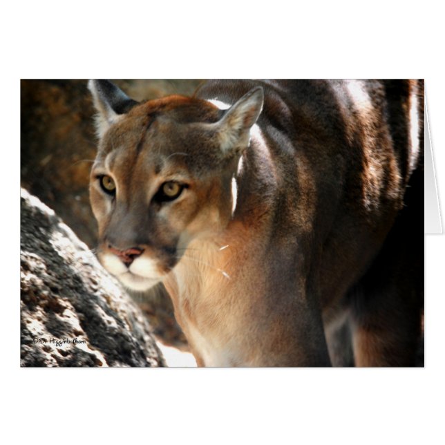 PUMA (Voorkant Horizontaal)