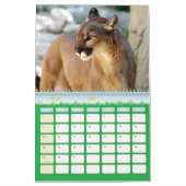 Puma Calendar Cougar Kalender (Mar 2027)