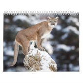 Puma Calendar Cougar Kalender (Hoes)