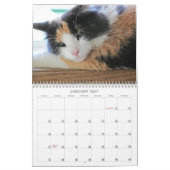 Puma Cat, Mijn Supermodel Calico Bijgewerkt Kalender (Jan 2027)