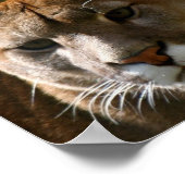 Puma Cat Poster (Hoek)