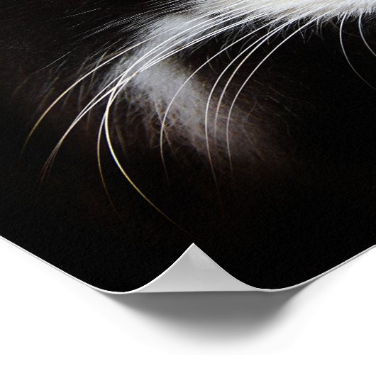 Puma Cat Poster (Hoek)