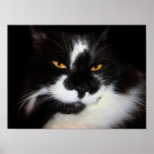 Puma Cat Poster (Voorkant)