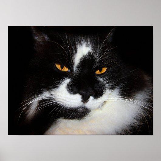 Puma Cat Poster (Voorkant)