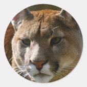 Puma Cats Stickers (Voorkant)