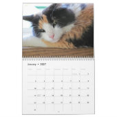 Puma, Mijn supermodel calico Kalender (Jan 2027)