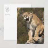 Puma of berengleeuw, puma-concolor, Captive - Briefkaart (Voorkant / Achterkant)