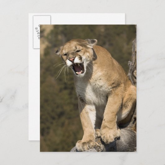 Puma of berengleeuw, puma-concolor, Captive - Briefkaart (Voorkant / Achterkant)