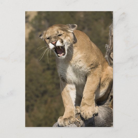 Puma of berengleeuw, puma-concolor, Captive - Briefkaart (Voorkant)