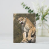 Puma of berengleeuw, puma-concolor, Captive - Briefkaart (Staand voorkant)
