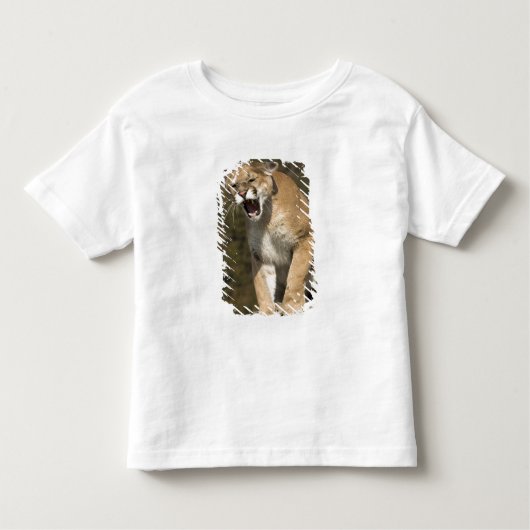 Puma of berengleeuw, puma-concolor, Captive - Kinder Shirts (Voorkant)