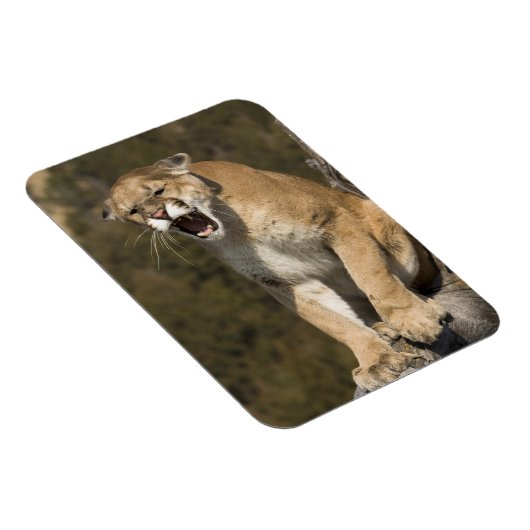 Puma of berengleeuw, puma-concolor, Captive - Magneet (Rechterzijde)