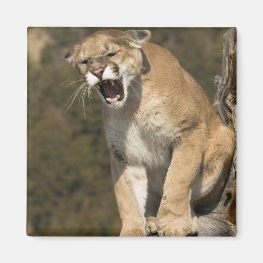 Puma of berengleeuw, puma-concolor, Captive - Magneet (Voorkant)