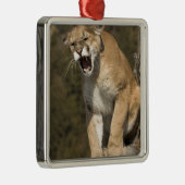 Puma of berengleeuw, puma-concolor, Captive - Metalen Ornament (Rechts)