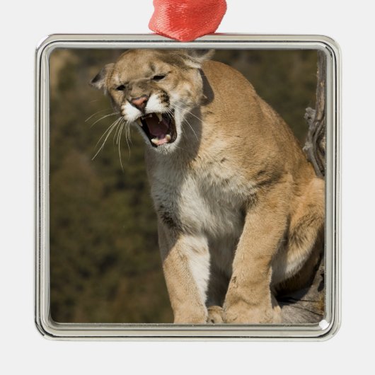 Puma of berengleeuw, puma-concolor, Captive - Metalen Ornament (Voorkant)