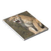 Puma of berengleeuw, puma-concolor, Captive - Notitieblok (Schuin)