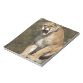 Puma of berengleeuw, puma-concolor, Captive - Notitieblok (Linkerzijde)