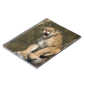 Puma of berengleeuw, puma-concolor, Captive - Notitieboek (Linkerzijde)