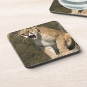 Puma of berengleeuw, puma-concolor, Captive - Onderzetter (Linkerzijde)