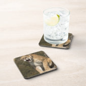 Puma of berengleeuw, puma-concolor, Captive - Onderzetter (Rechterzijde)