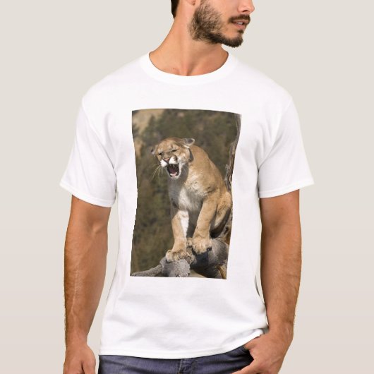 Puma of berengleeuw, puma-concolor, Captive - T-shirt (Voorkant)