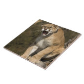 Puma of berengleeuw, puma-concolor, Captive - Tegeltje (Zijkant)