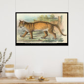 Puma Poster (Keuken)